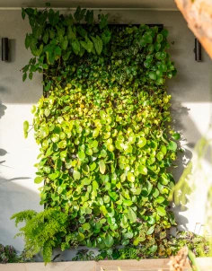 Greenwall-Portrait _Front Facing 1