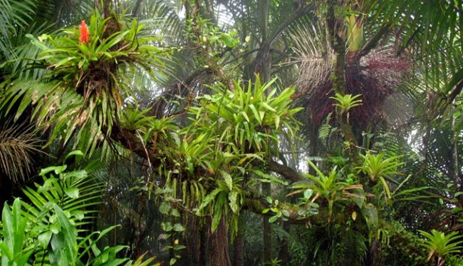 Embracing Nature's Airborne Wonders: Epiphytes in Living Infrastructure