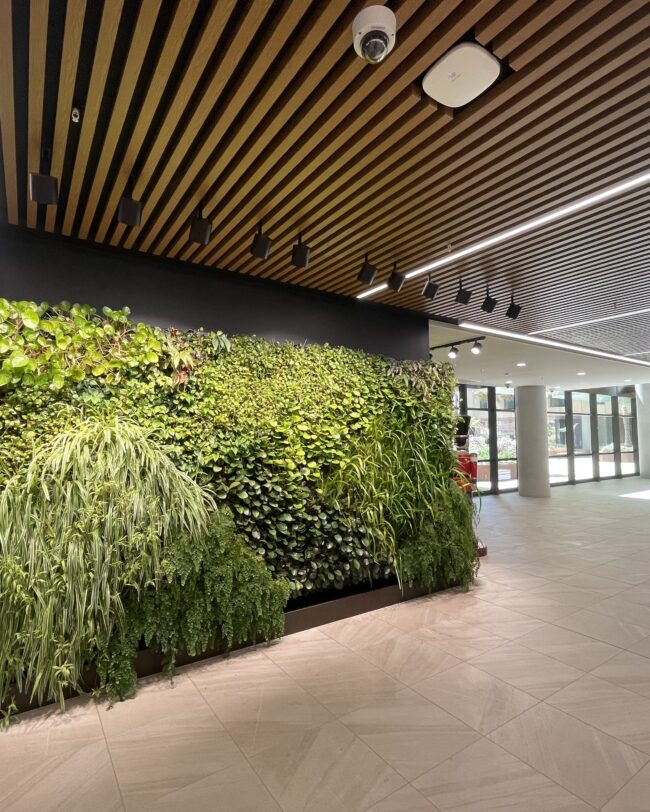 Indoor lobby with a vertical green plant wall along a black wall, under a wooden slat ceiling and track lighting.