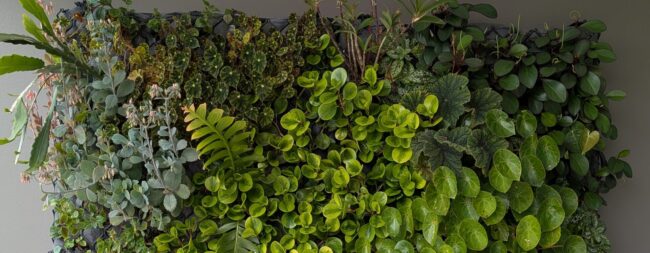 Vertical living wall with dense green foliage spilling over a dark rectangular planter.